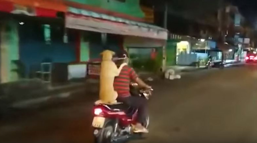 Weather watchdog: Hound scoots through streets holding umbrella (VIDEO)