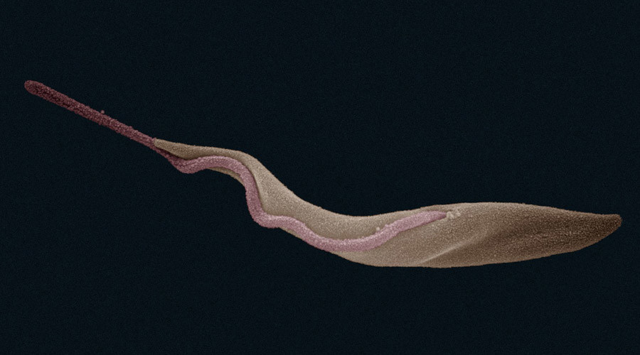 Deadly sleeping sickness parasite could face extinction due to lack of libido - study