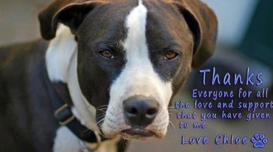 Colorado city to pay $262k settlement to owner of dog killed by cop