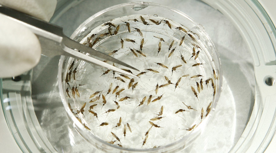Zika virus spreading in Europe as 1st person tests positive in Denmark