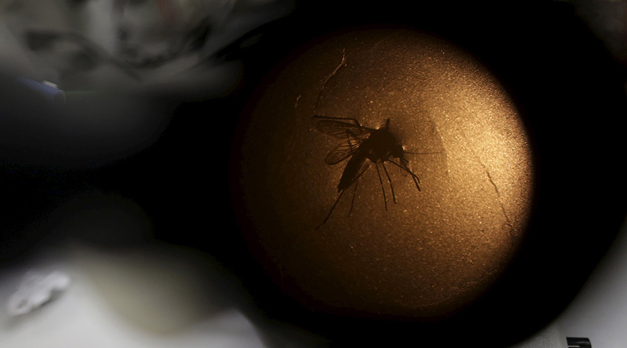 Zika virus mosquitoes could already be in Britain – expert
