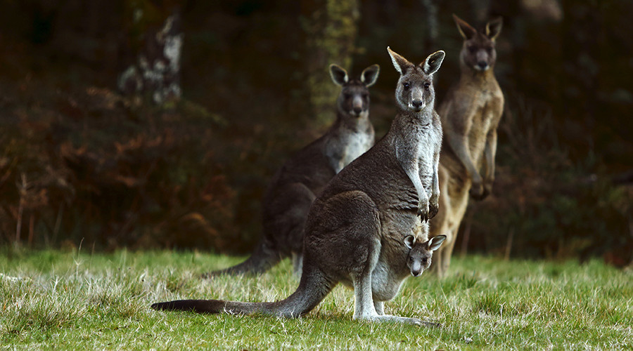 Australian teen accused of Anzac Day terror plot with ‘kangaroo bomb’