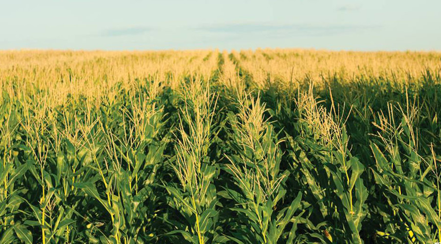 Spy confesses to stealing Monsanto and DuPont GM seeds for Chinese conglomerate