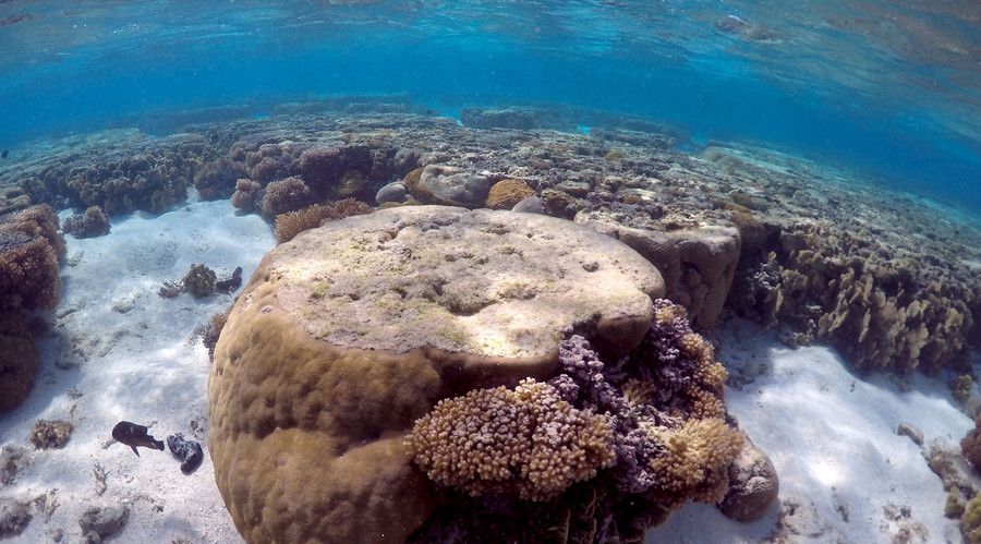 Luxury yacht of Microsoft’s co-founder rips up 80% of endangered coral reef in Caribbean