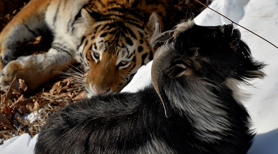 Trouble in paradise: Amur the tiger mauls 'roomie' Timur the goat (VIDEO, PHOTOS)