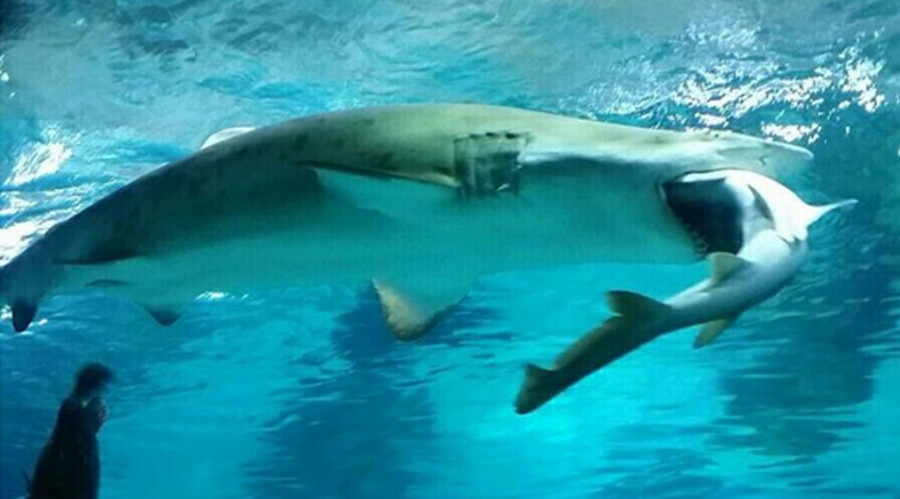 Surf n’ Turf war: Female shark eats male in aquarium attack (VIDEO)