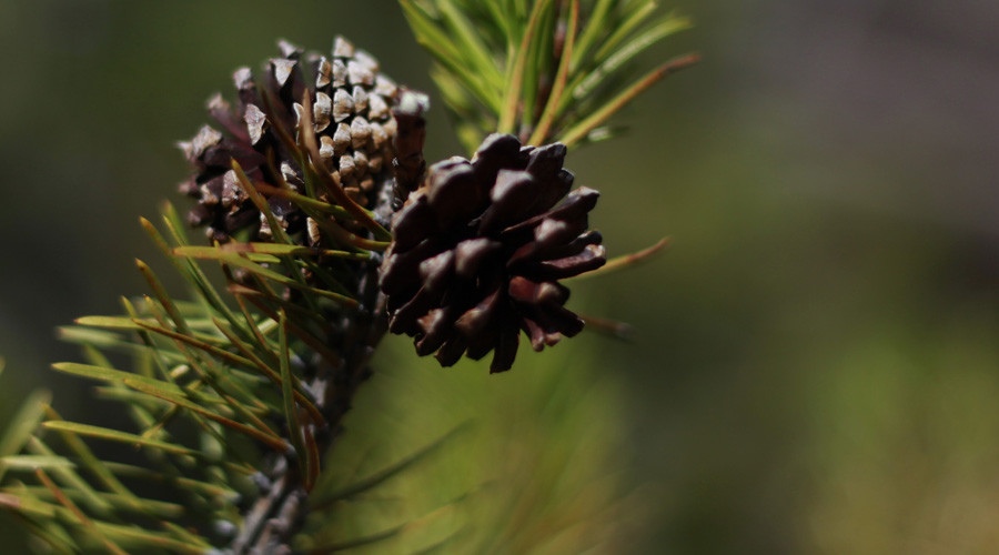 Kazakh thieves steal 1,000 kg of… pinecones in hope to sell them back to owner