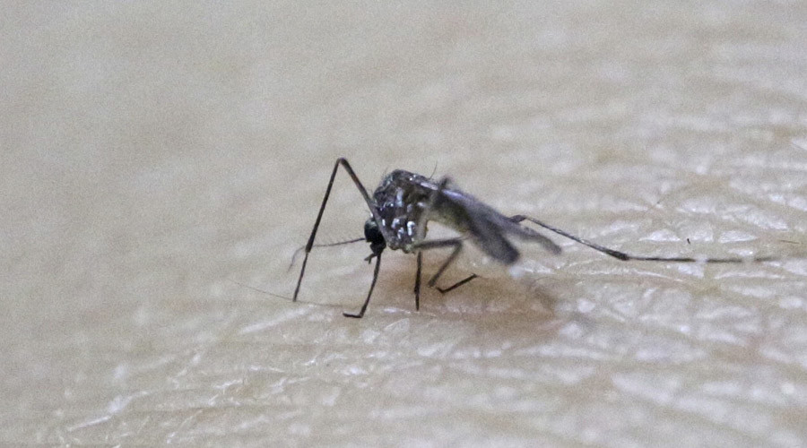 GMO mosquitoes could be cause of Zika outbreak, critics say