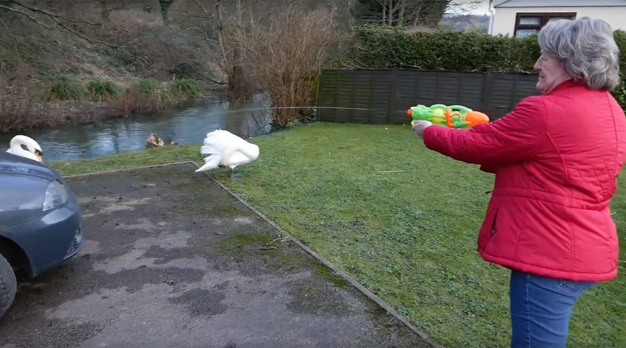 Angry birds: Brits fend off swans with water pistols, walking sticks
