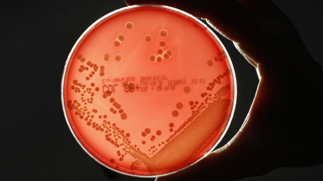 MRSA (Methicillin-resistant Staphylococcus aureus) bacteria strain. © Fabrizio Bensch