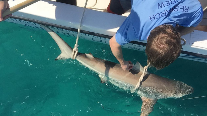 10 000 Sharks Caught Drifting Off Florida Coast In Incredible Aerial