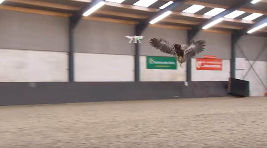 Hawking for drones: Dutch police train raptors to take down UAVs