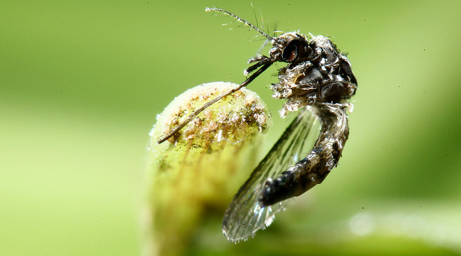 Virginia college student contracts Zika virus