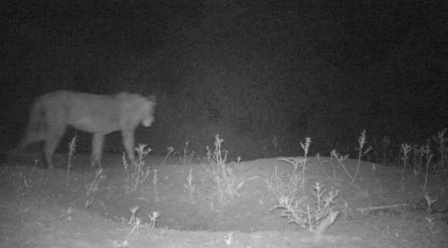 ‘Lost lions’ located in Africa: Conservationists find evidence of new prides in the wild