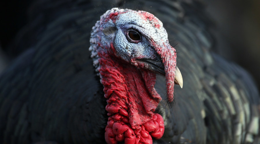 Turkey tossing: Animal rights protesters fail to halt ‘unnatural’ Spanish custom