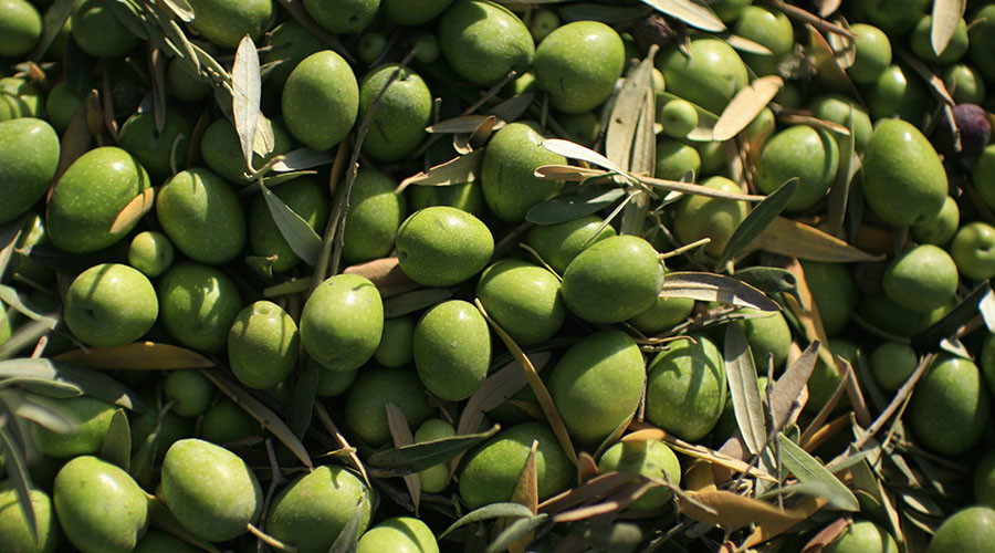 Going green? 85,000 tons of chemical-brightened olives seized in Italy