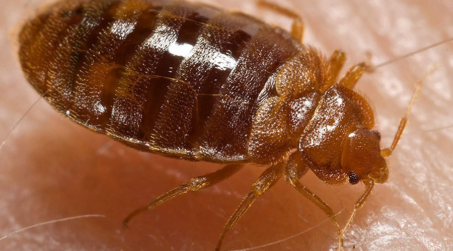 So long, bloodsuckers: Scientists crack bedbug genetics, plan its demise