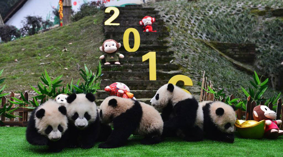 Pandas and groundhogs agree: Spring has sprung!