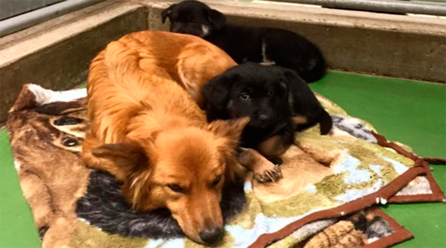 Dog breaks out of kennel - and the reason will touch your heart