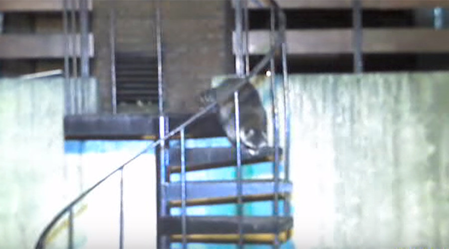 Obese raccoon caught after year of ransacking on the run