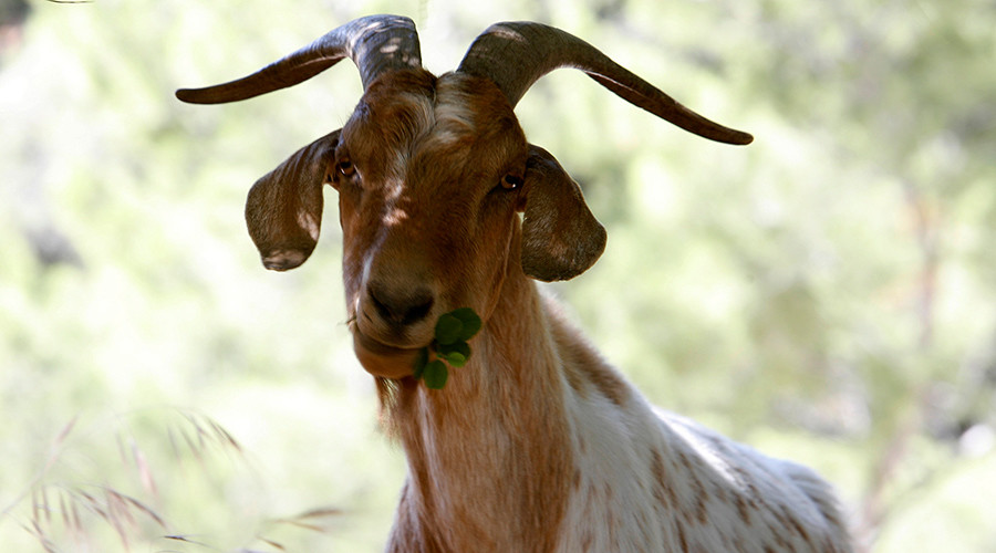 'Leave my goats alone': Owner makes plea to serial goat rapist
