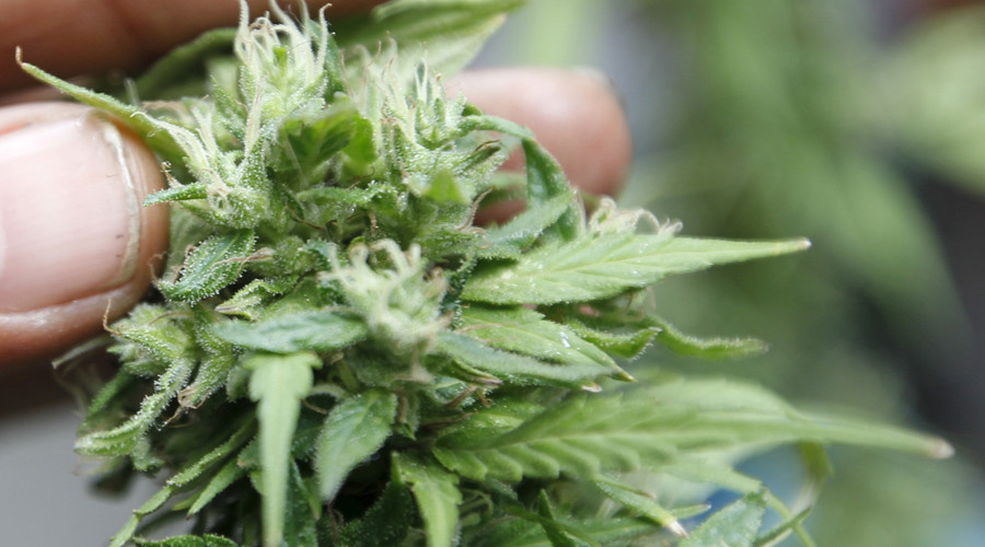 Native American church fights for right to use cannabis & peyote