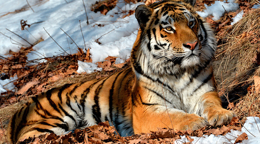 Fugitive Amur tiger caught roaming near residential district in Russian city (VIDEO)