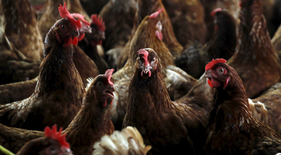 UK poultry farmers STILL using antibiotics linked to rise of drug-resistant bacteria