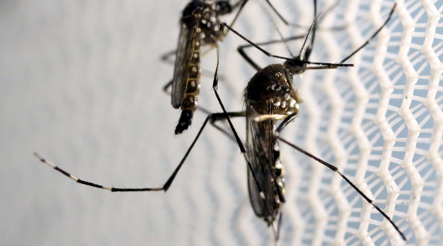 Cure? British scientists breed Zika-preventing mosquitoes