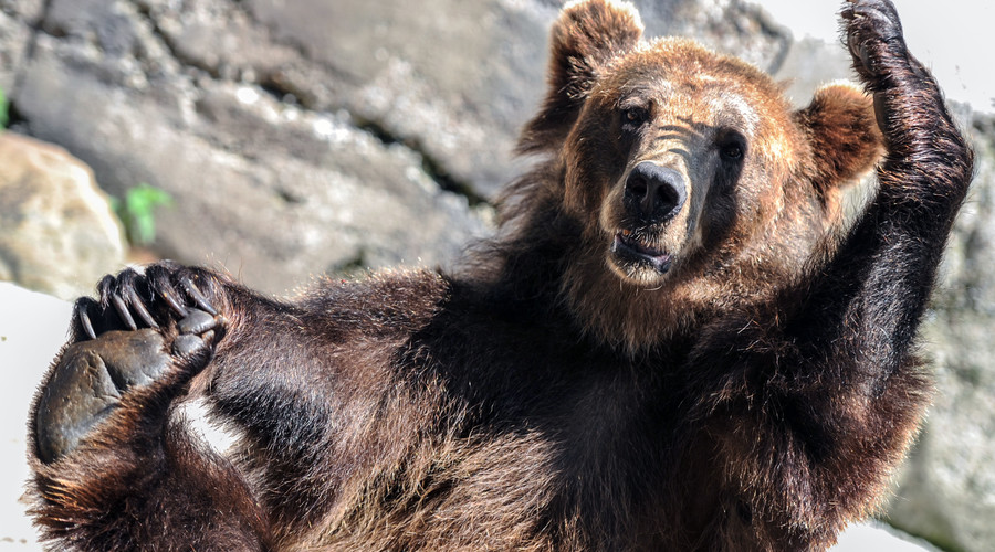 Bears’ gut microbes help stave off ill effects of the munchies – research