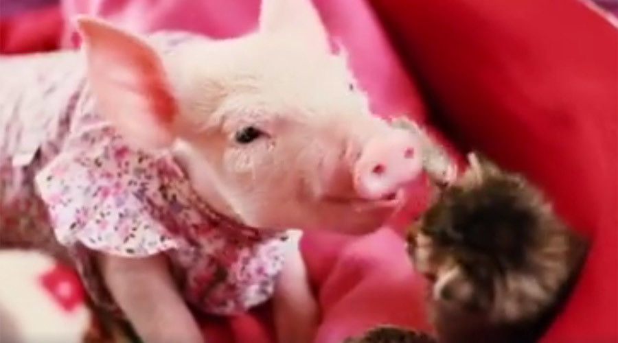 Too cute to handle: Kitten and piglet BFFs