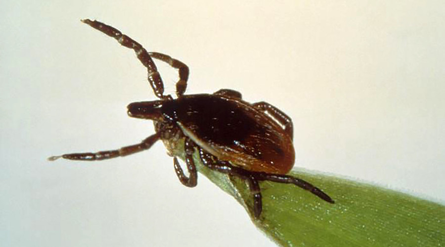 New Lyme disease bacteria discovered – US national health agency