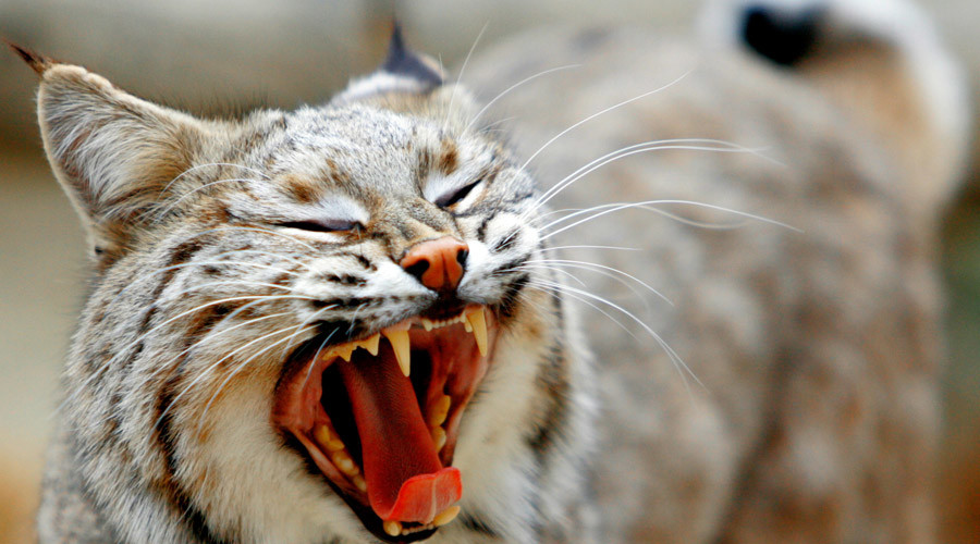 I can haz wild kitty? Ohio Supreme Court asked to rule on bobcat ownership