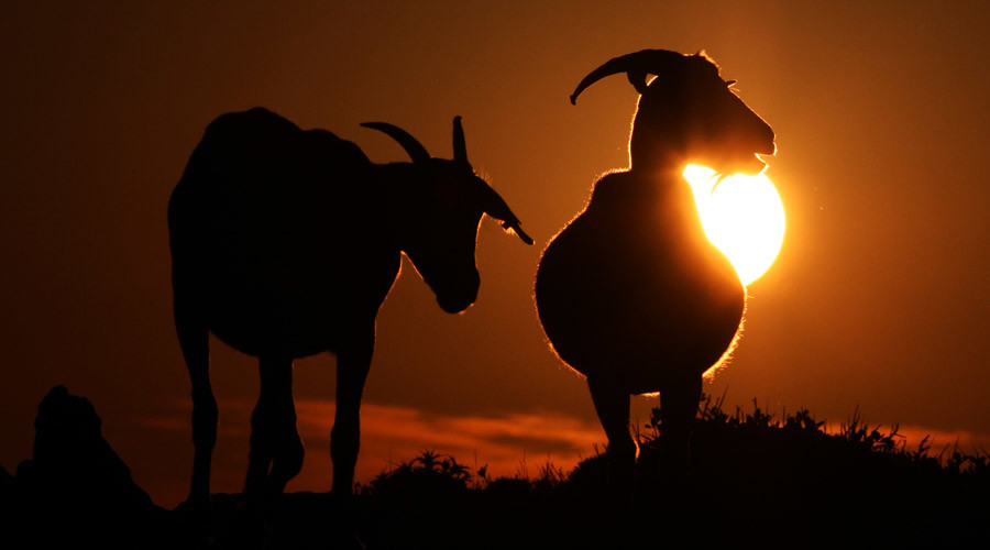 Goat released on bail after trespassing on judge’s property in India