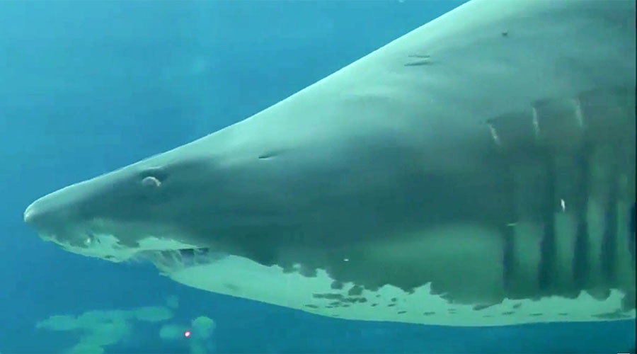 Pregnant gray nurse shark attacks diver in S. African aquarium, shredding arm (VERY GRAPHIC)