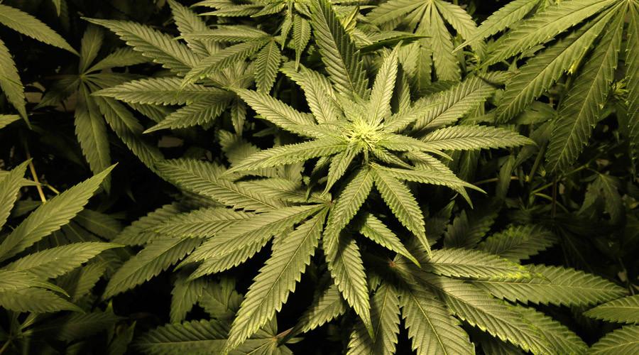 Legalize cannabis for recreational use, says Lib Dem Farron