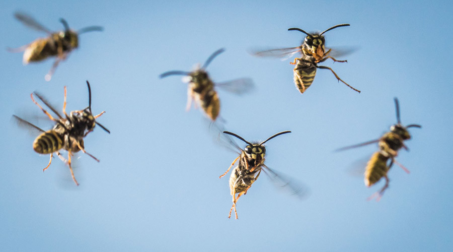Flying lessons: Scientists show world through a wasp’s eyes (VIDEO)