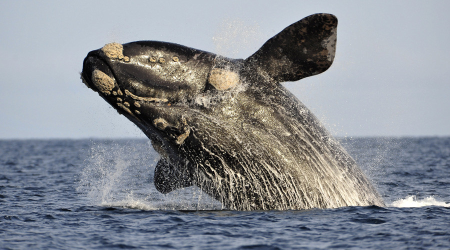 Free Willy: Porn site launches fundraiser to save whales