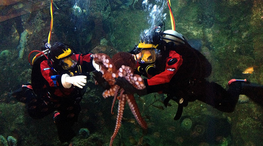 Eight is enough: ‘Cannibal’ octopus denied Valentine’s Day orgy