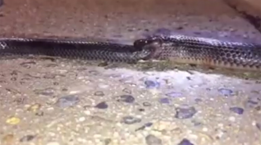 Cold blooded: Watch cannibal snake eat one of its own