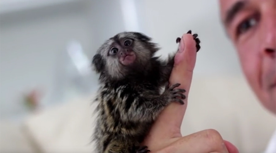 'Thumb monkeys' stolen from the Amazon all the rage in China