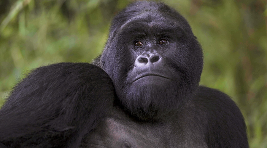 Apes evolved from ‘cursed Jews’? Turkish columnist in outlandish attempt to reverse Darwinism
