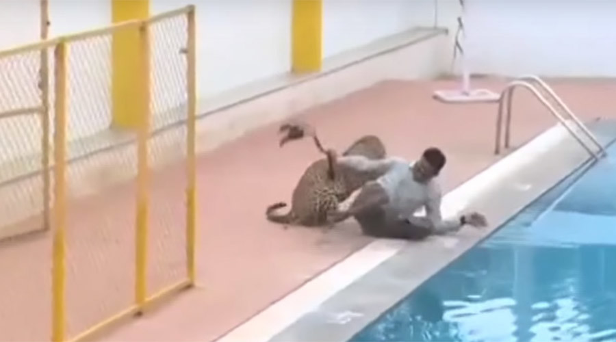 ‘Agitated and restless’ leopard escapes Indian zoo week after capture on school ground