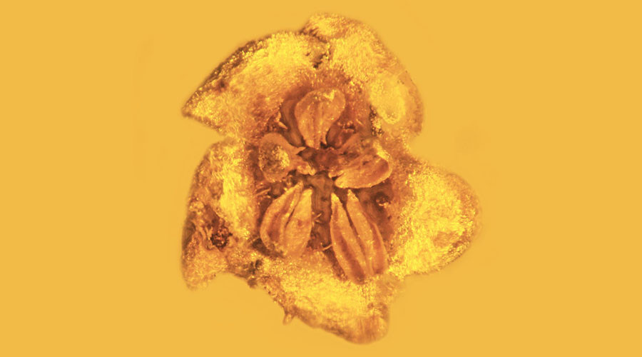 15-million-year fossilized flowers discovered preserved in amber (PHOTOS)