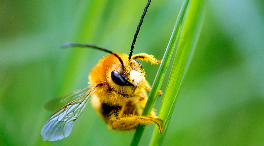 Bee bandits: Hive theft in California spikes before almond season