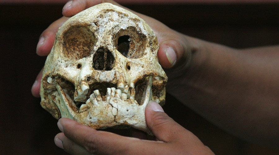 Prehistoric ‘hobbits’ were not deformed humans, but another species – study