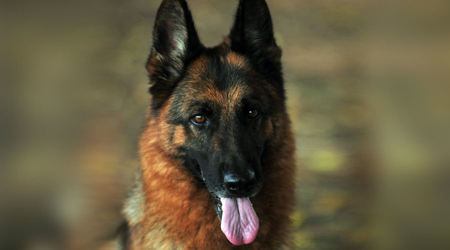 Russian man loses dog, comes to train station every day pleading for help