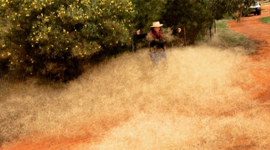 Hairy panic strikes Australian town: What is this toxic tumbleweed?