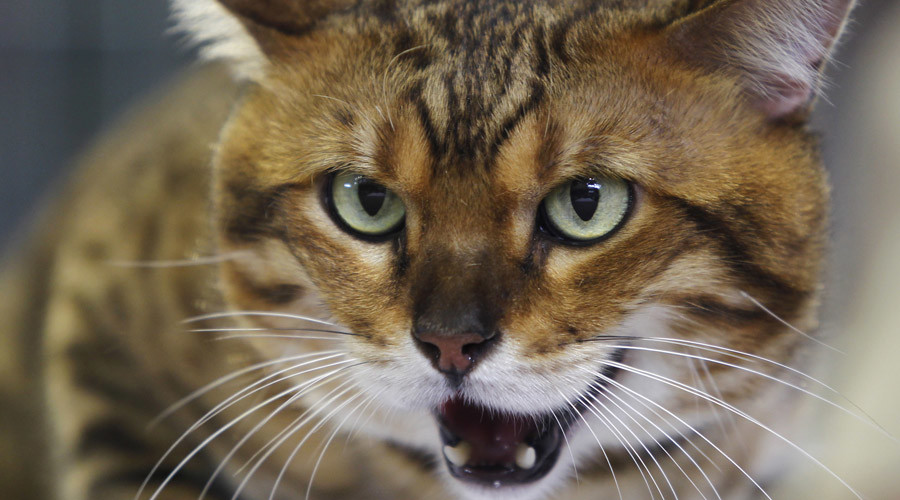 Moscow police hunt ‘cat wearing plastic explosives belt’