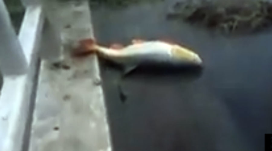 CAT scoops enormous fish from muddy water (VIDEO)